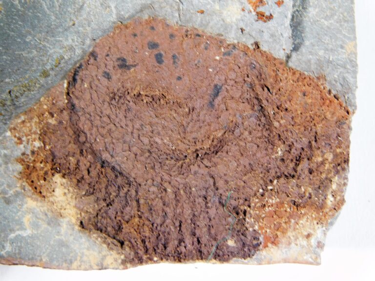 Camptostroma roddyi