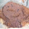 Camptostroma roddyi - Image 4
