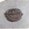 Arctinurus boltoni - Image 2