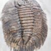 Arctinurus boltoni - Image 3
