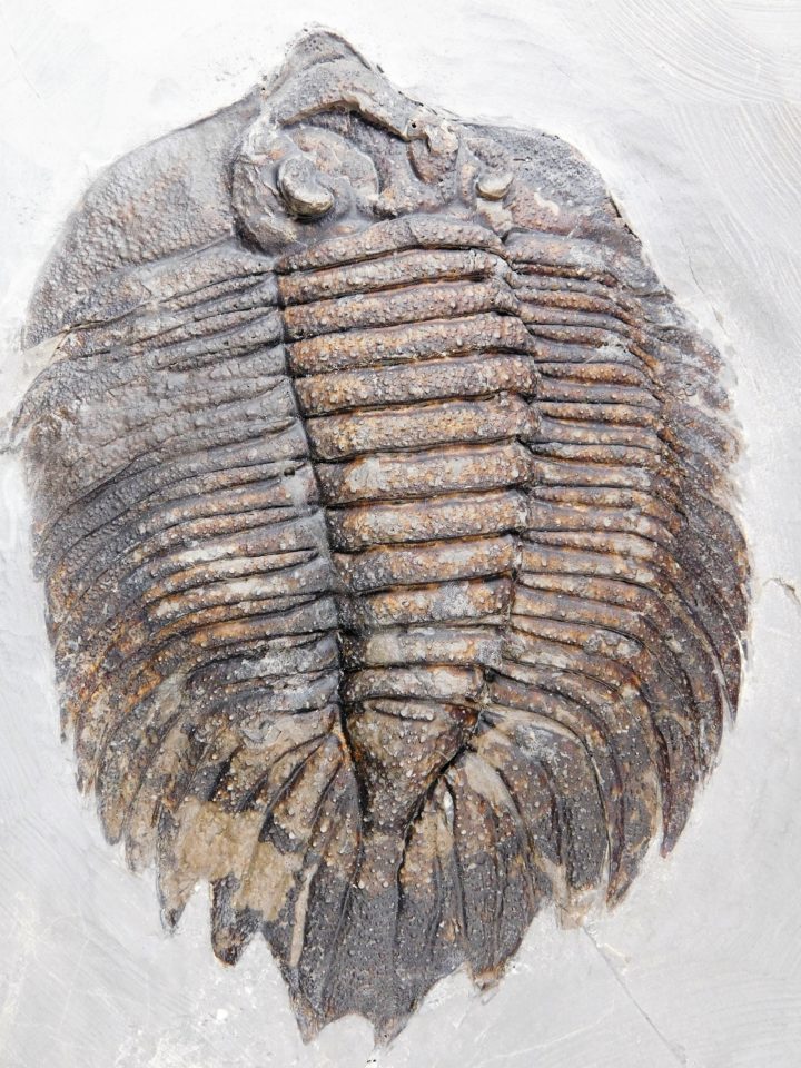 Arctinurus boltoni