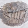 Arctinurus boltoni - Image 4