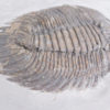 Arctinurus boltoni - Image 5