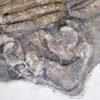 Arctinurus boltoni - Image 6