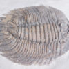 Arctinurus boltoni - Image 7