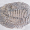Arctinurus boltoni - Image 8