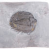 Arctinurus boltoni - Image 3