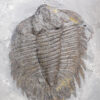 Arctinurus boltoni - Image 4