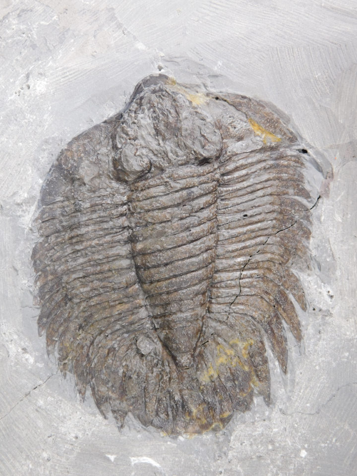 Arctinurus boltoni