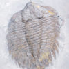 Arctinurus boltoni - Image 5