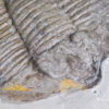 Arctinurus boltoni - Image 2