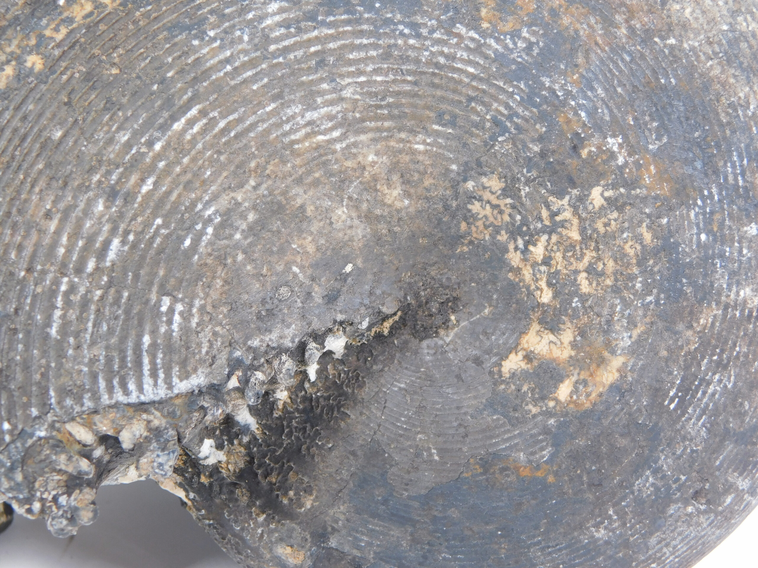 Cladiscites beyrichi Welter - Image 3