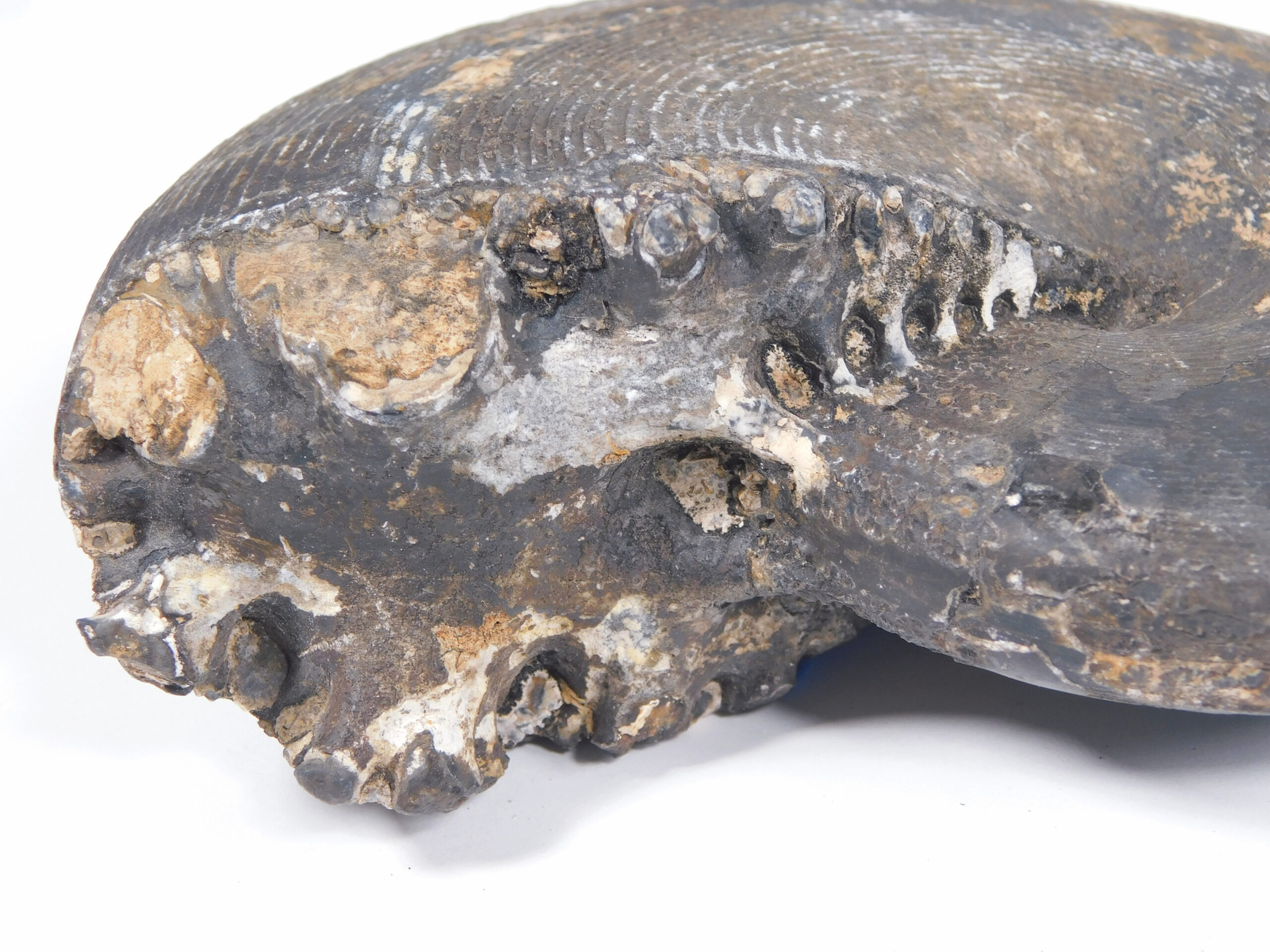 Cladiscites beyrichi Welter - Image 4