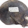 Cladiscites beyrichi Welter - Image 6