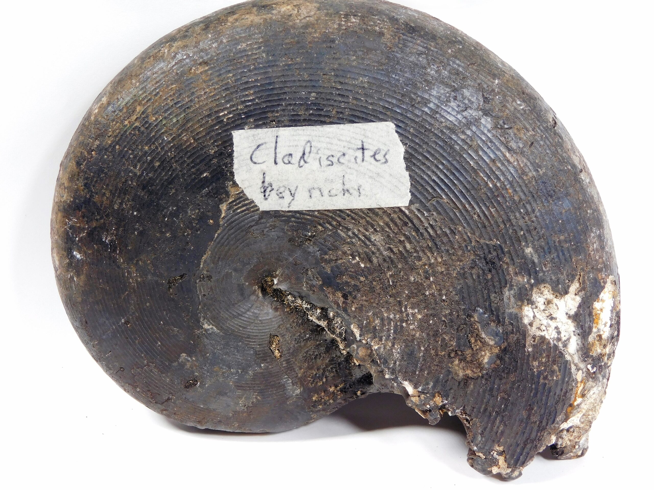 Cladiscites beyrichi Welter - Image 5