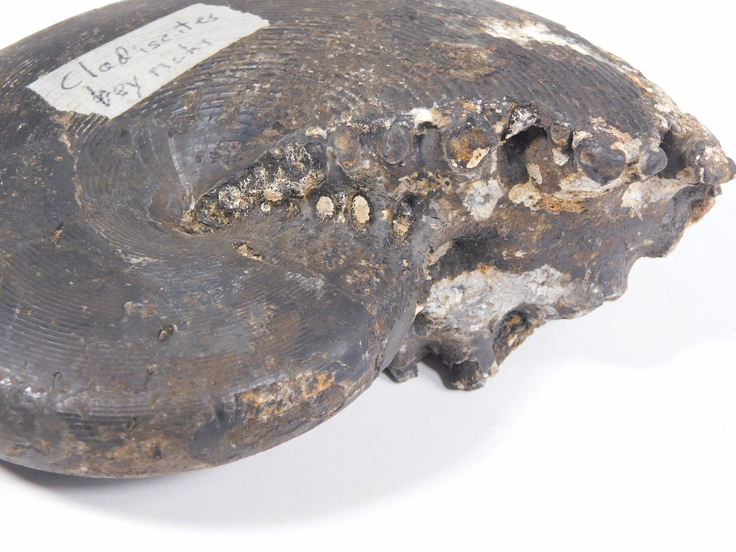 Cladiscites beyrichi Welter - Image 2