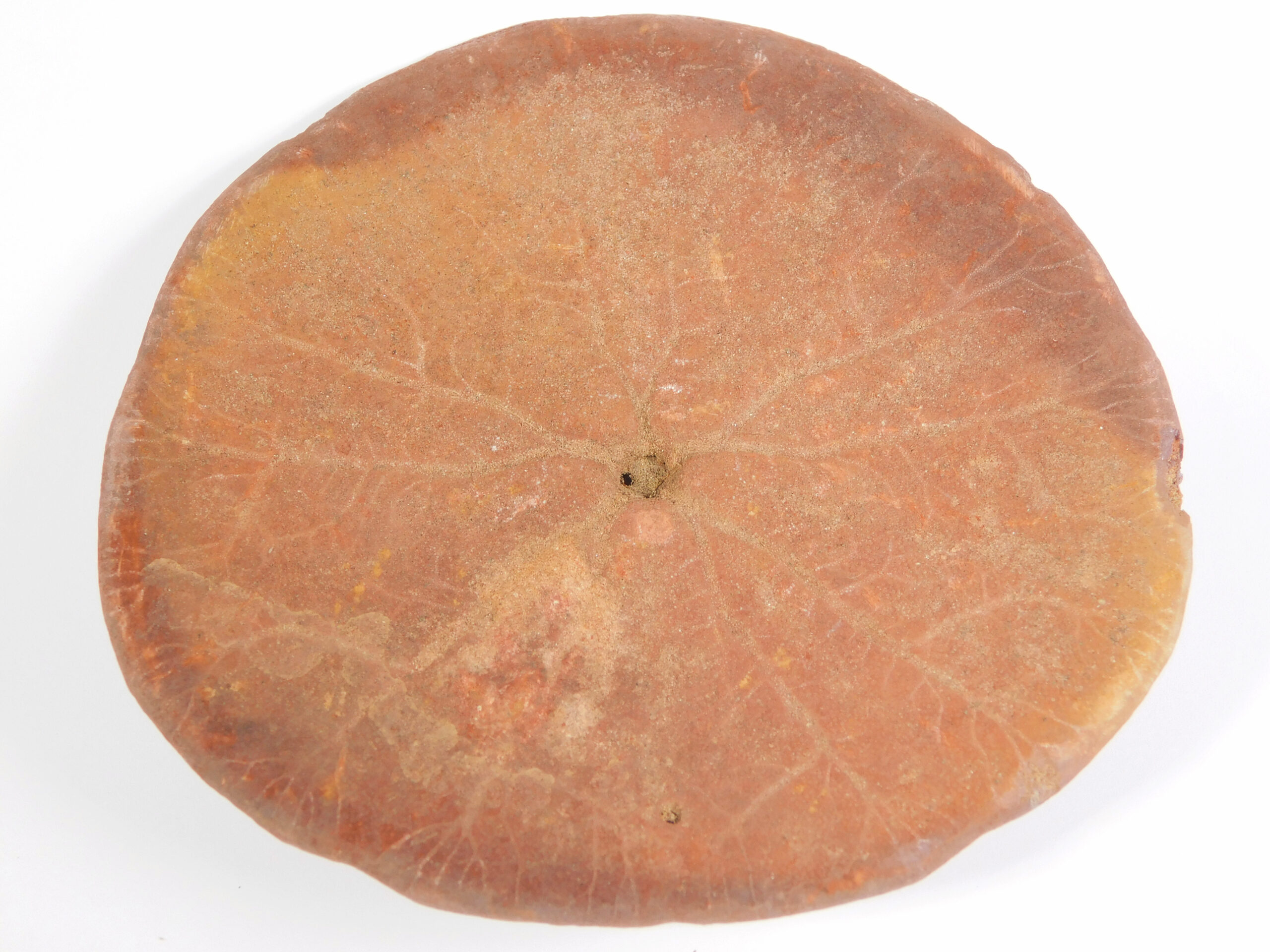 Dendraster venturaensis Kew - Image 4