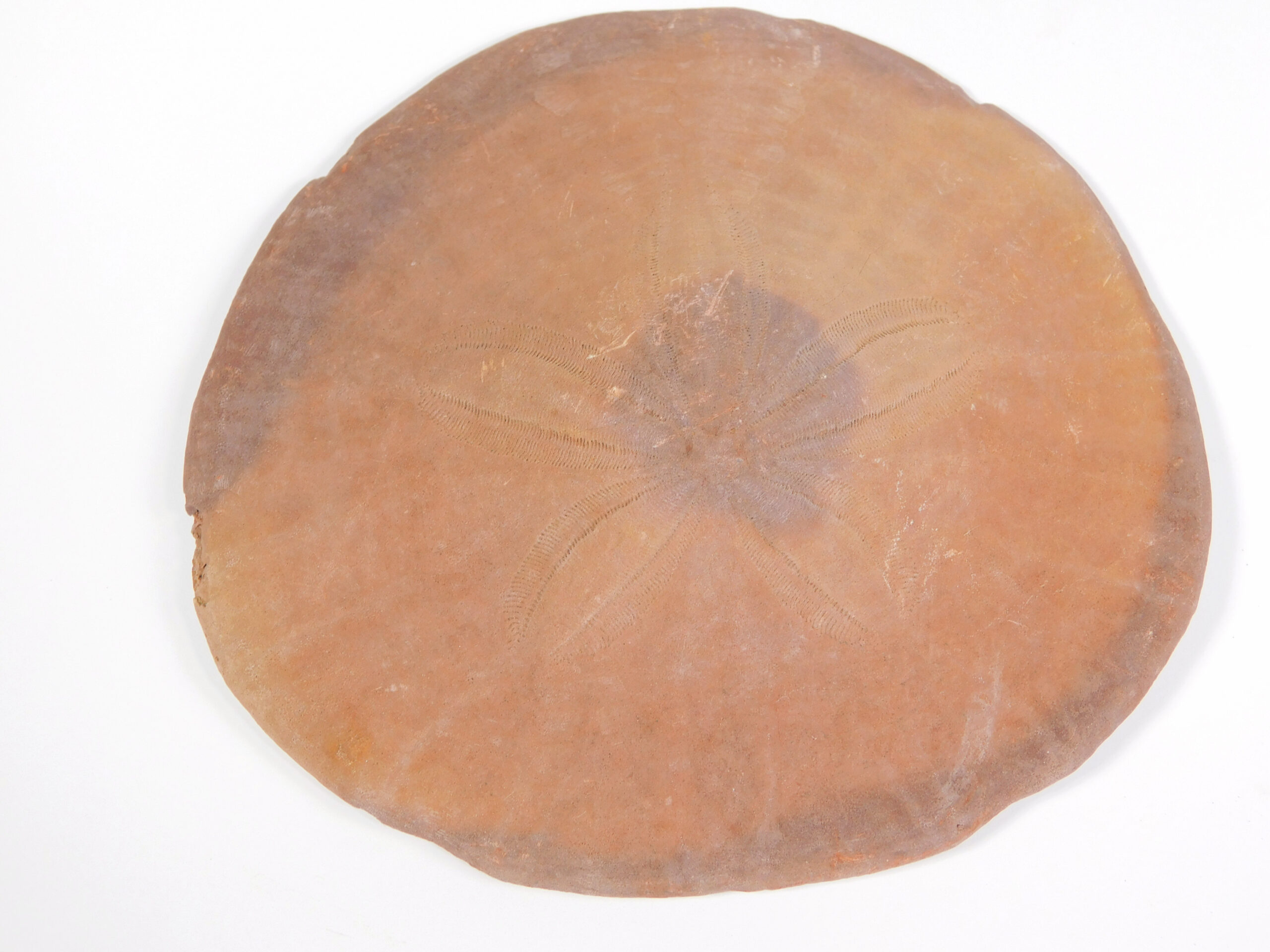 Dendraster venturaensis Kew - Image 5