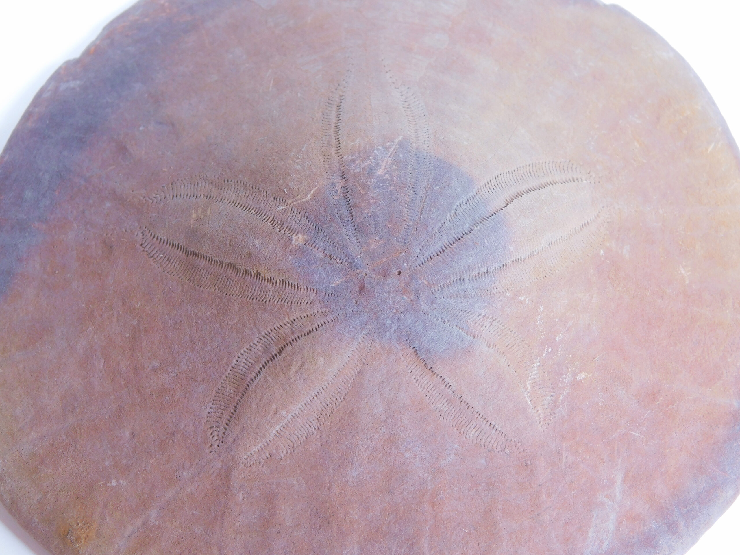 Dendraster venturaensis Kew - Image 2