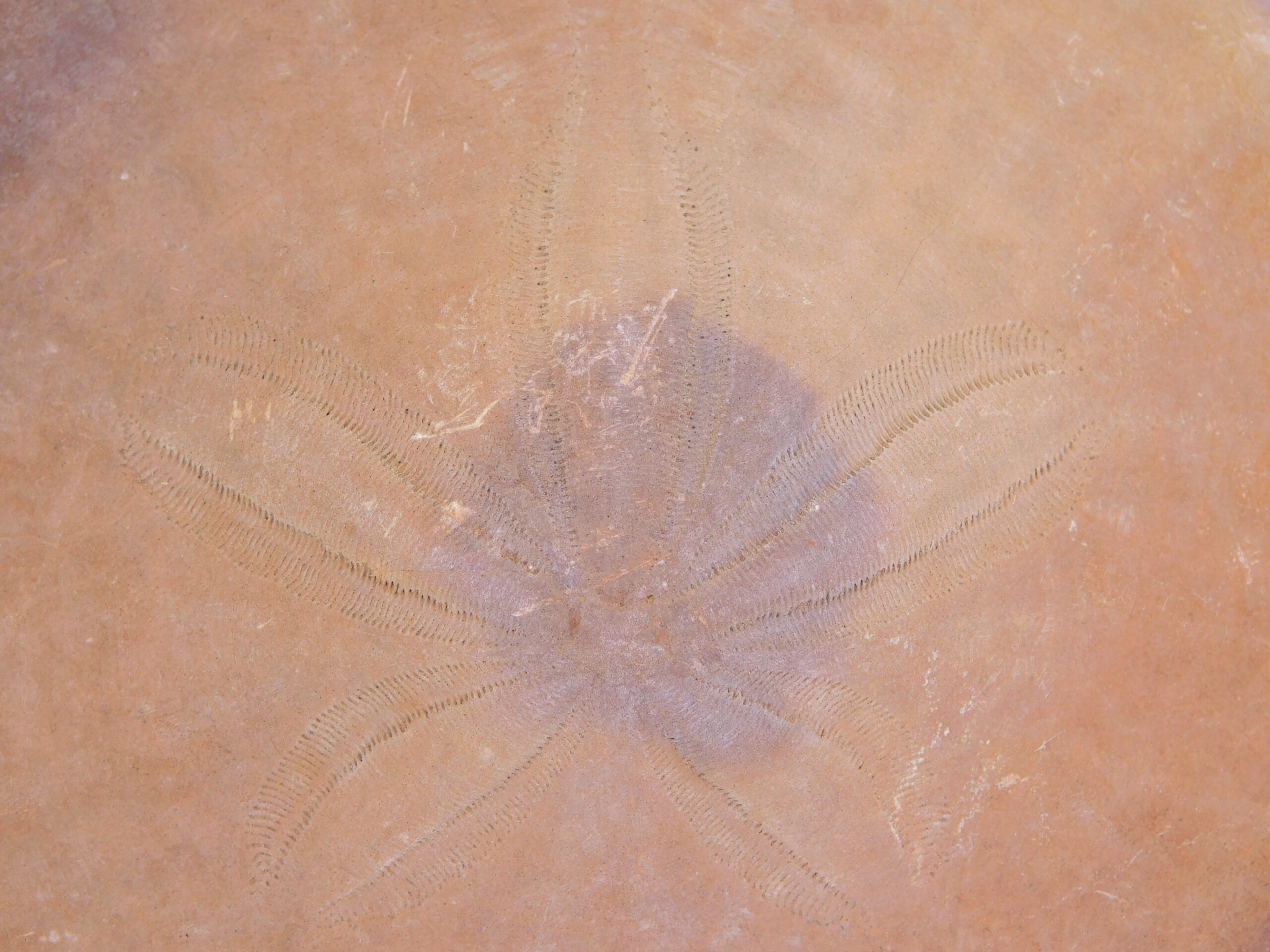 Dendraster venturaensis Kew - Image 3