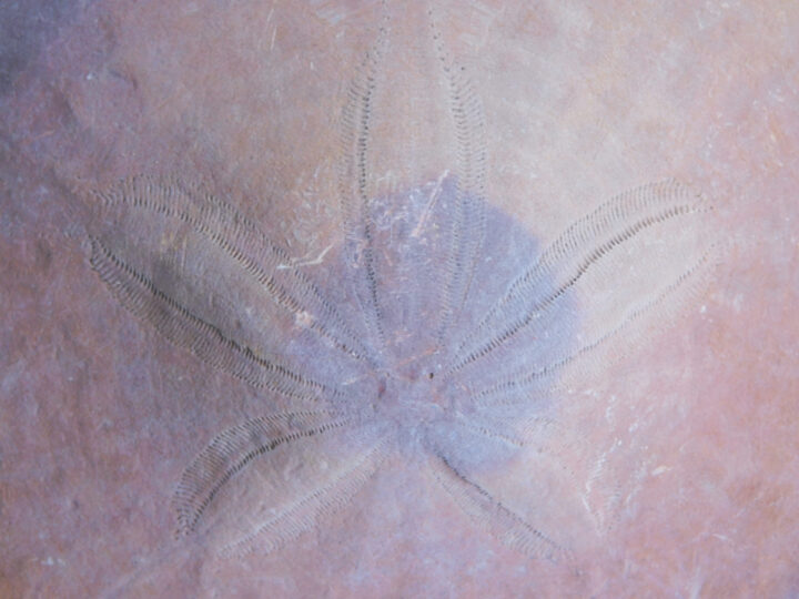 Dendraster venturaensis Kew