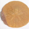 Dendraster venturaensis Kew - Image 2