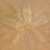 Dendraster venturaensis Kew - Image 3