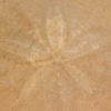 Dendraster venturaensis Kew - Image 4