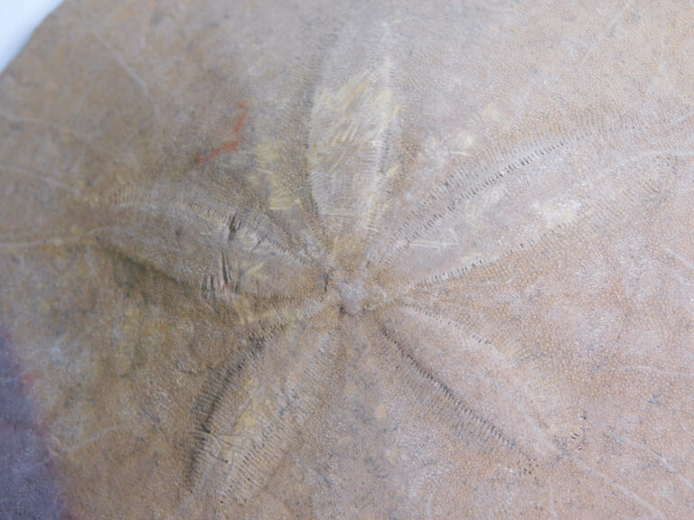 Dendraster venturaensis Kew