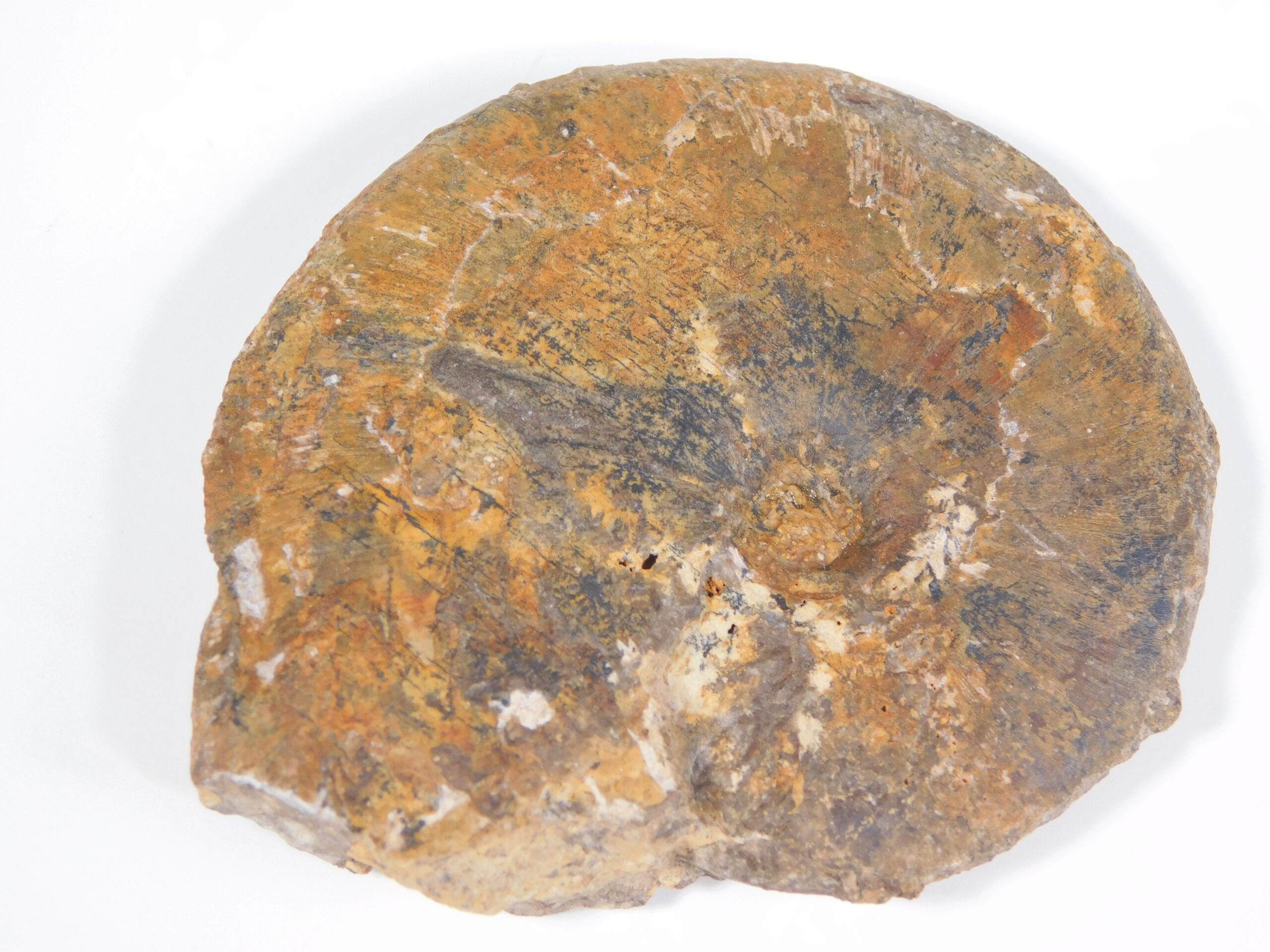 Arctoceras tuberculatum (Smith) - Image 3
