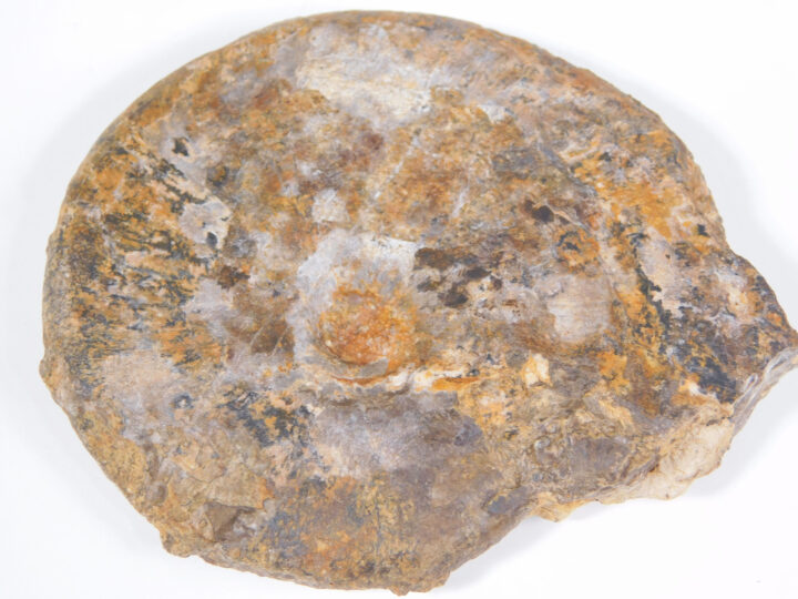 Arctoceras tuberculatum (Smith)