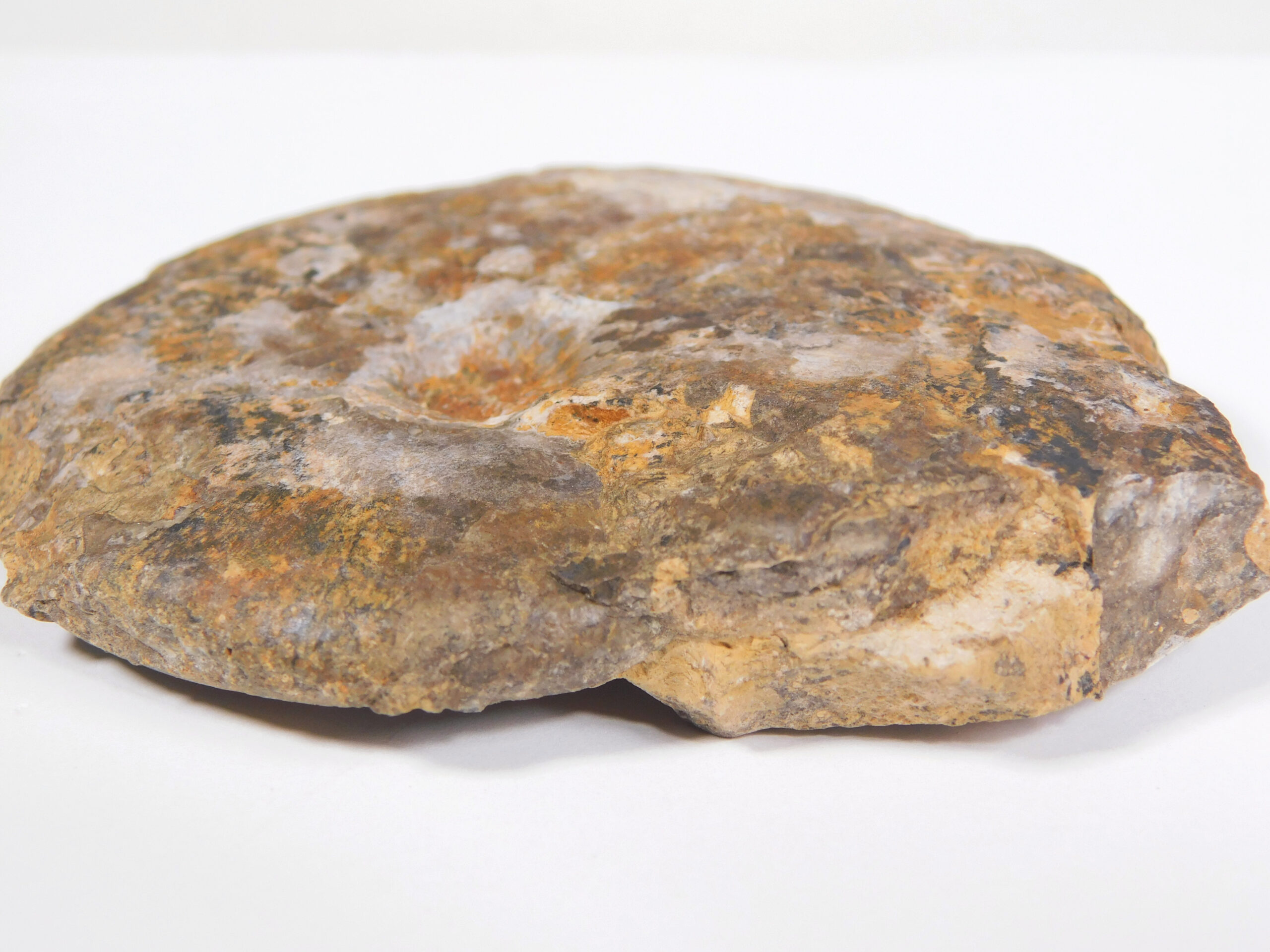 Arctoceras tuberculatum (Smith) - Image 4