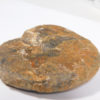 Arctoceras tuberculatum (Smith) - Image 2
