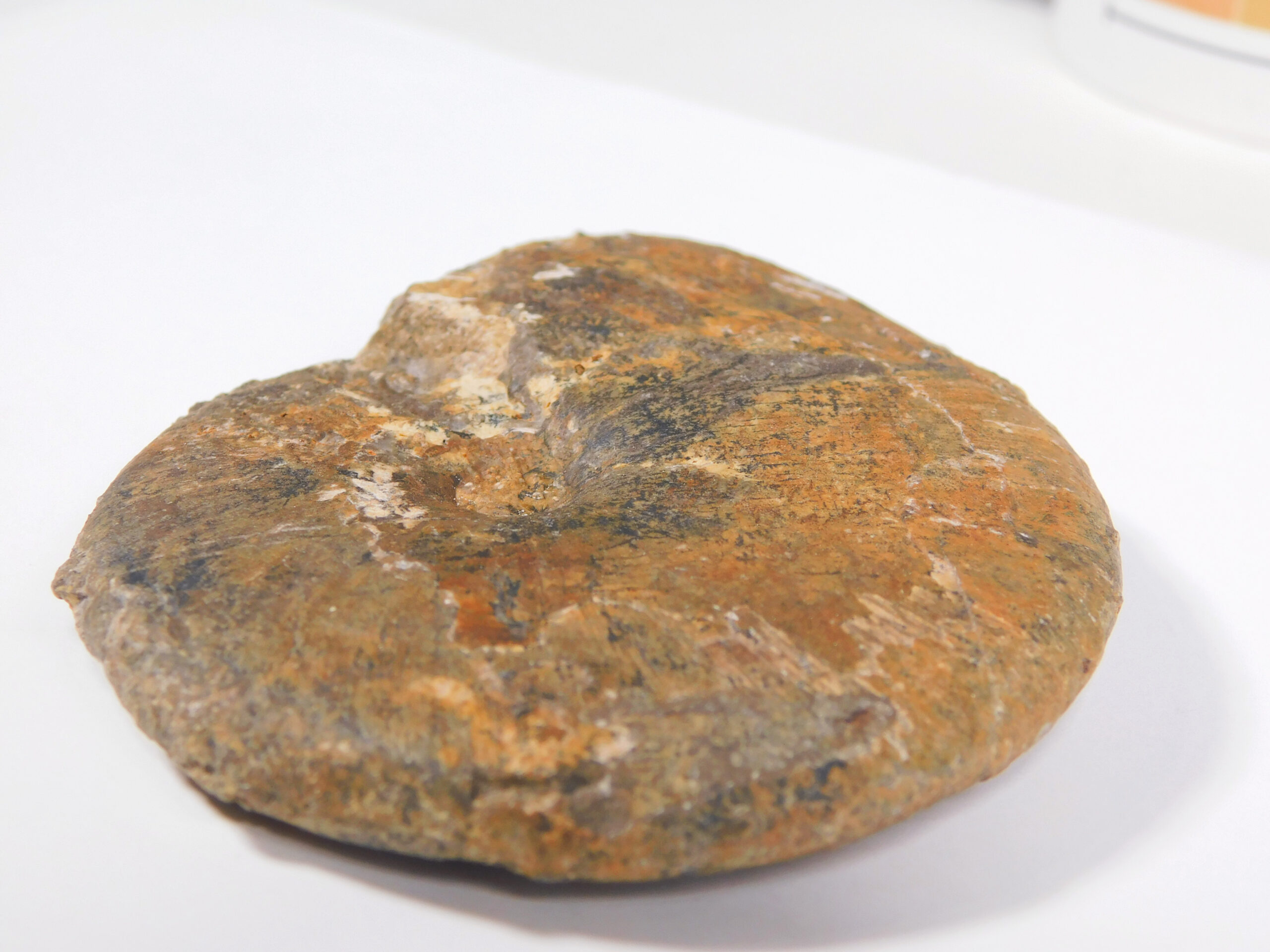 Arctoceras tuberculatum (Smith) - Image 2