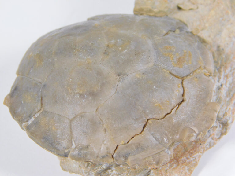 Globulocystites levatus (Bassler), The Natural Canvas