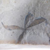 Astronium truncatum - Image 3
