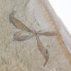 Astronium truncatum - Image 4