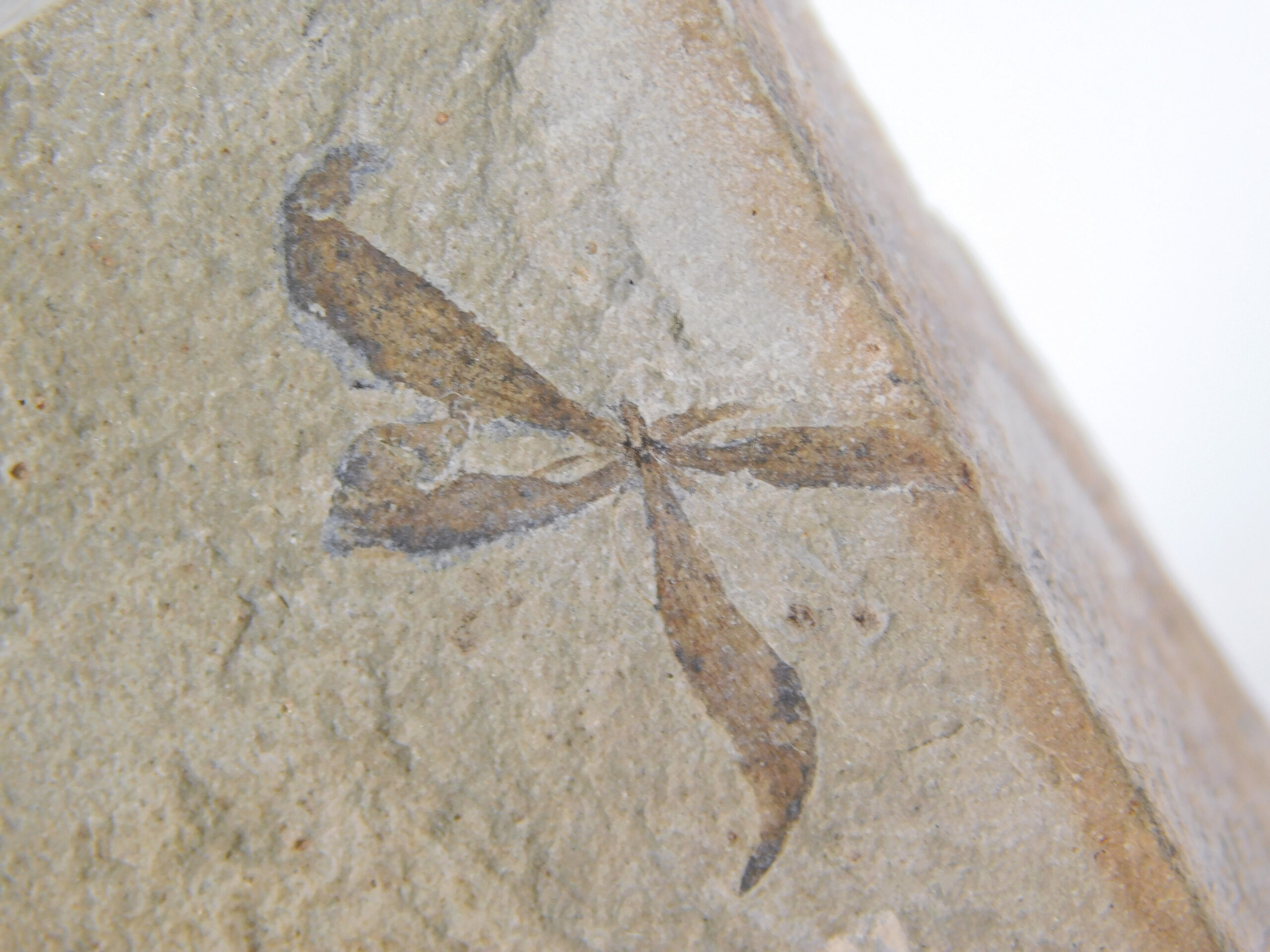 Astronium truncatum - Image 4