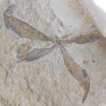 Astronium truncatum - Image 5