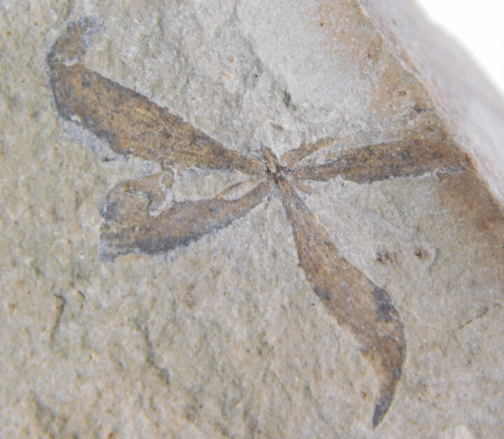 Astronium truncatum
