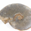 Meekoceras gracilitatus White - Image 8