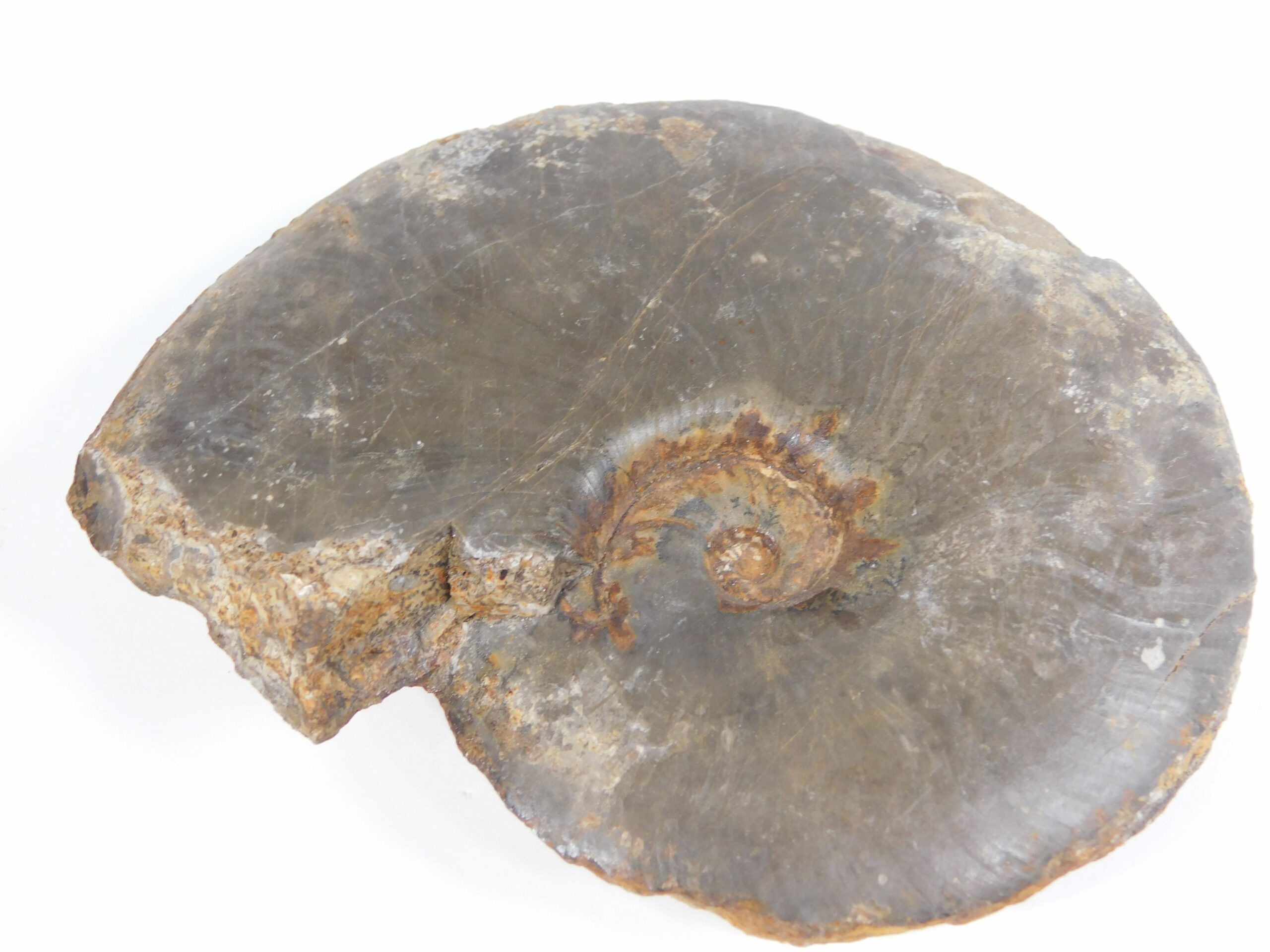 Meekoceras gracilitatus White - Image 7