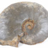 Meekoceras gracilitatus White - Image 5
