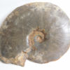 Meekoceras gracilitatus White - Image 6