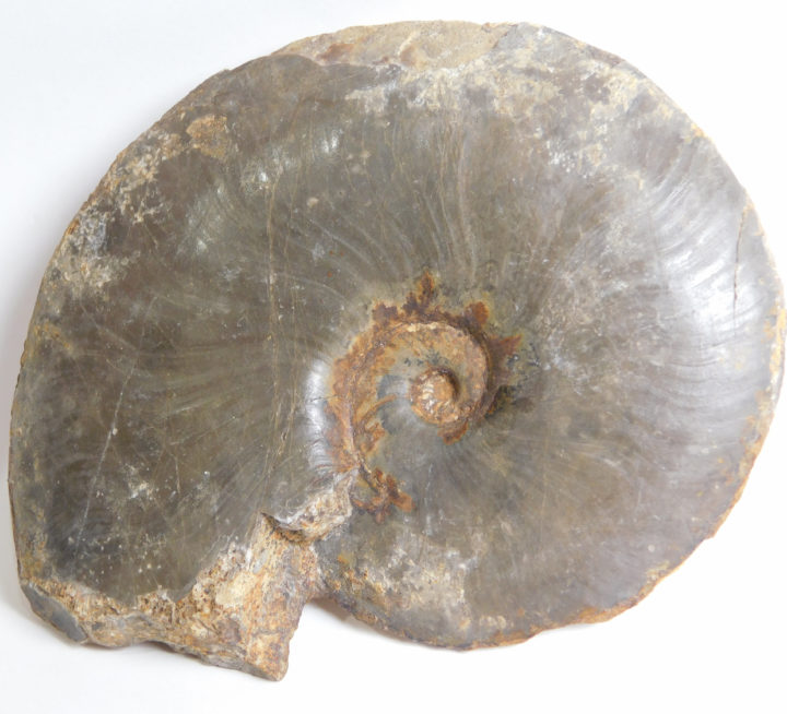 Meekoceras gracilitatus White