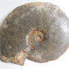 Meekoceras gracilitatus White - Image 7