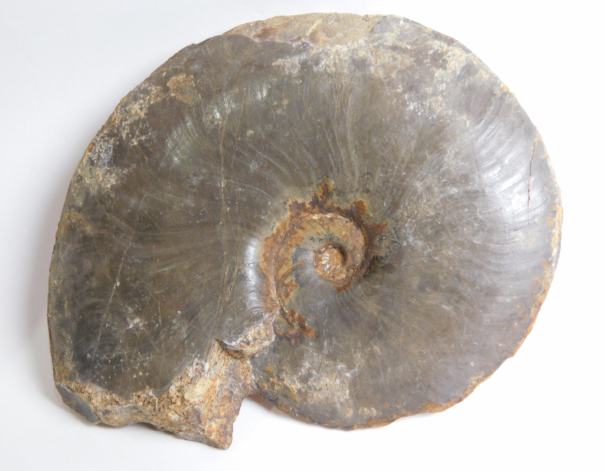 Meekoceras gracilitatus White - Image 6