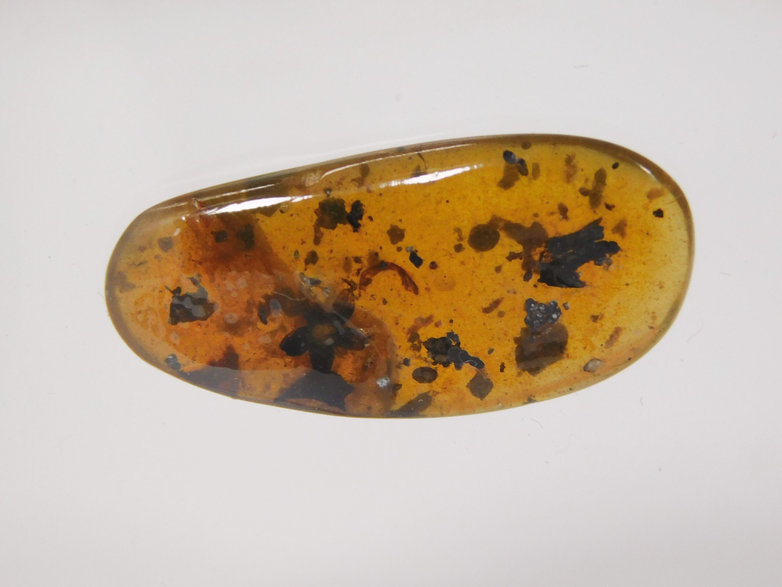 Flower in Cretaceous Amber - Tropidogyne pikei - Image 2