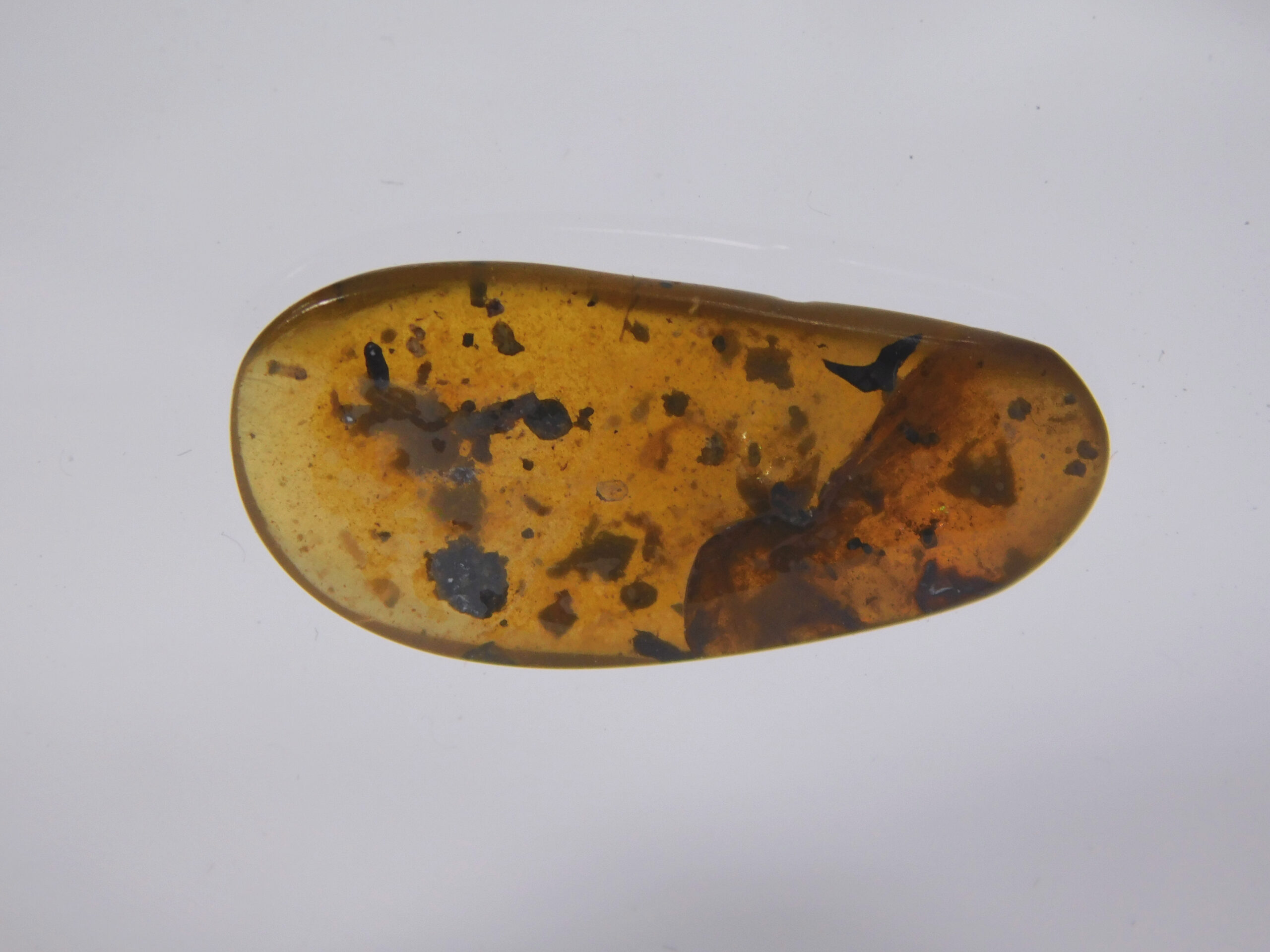 Flower in Cretaceous Amber - Tropidogyne pikei - Image 3