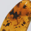 Flower in Cretaceous Amber &#8211; Tropidogyne pikei, The Natural Canvas